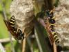 Polistes nimpha